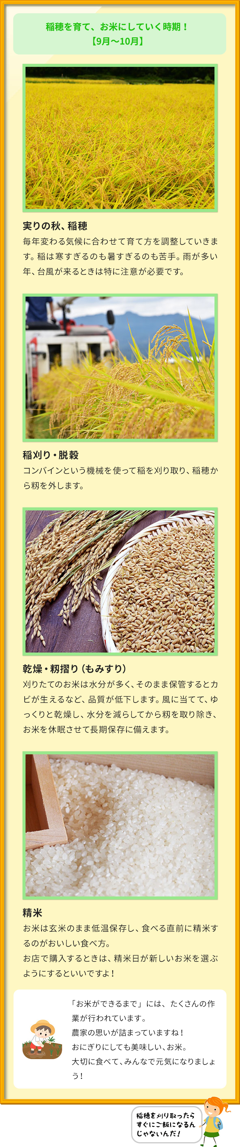 稲穂を育て、お米にしていく時期！ 【9月～10月】 実りの秋、稲穂 毎年変わる気候に合わせて育て方を調整していきます。稲は寒すぎるのも暑すぎるのも苦手。雨が多い年、台風が来るときは特に注意が必要です。 稲刈り・脱穀 コンバインという機械を使って稲を刈り取り、稲穂から籾を外します。 乾燥・籾摺り（もみすり） 刈りたてのお米は水分が多く、そのまま保管するとカビが生えるなど、品質が低下します。風に当てて、ゆっくりと乾燥し、水分を減らしてから籾を取り除き、お米を休眠させて長期保存に備えます。 精米 お米は玄米のまま低温保存し、食べる直前に精米するのがおいしい食べ方。 お店で購入するときは、精米日が新しいお米を選ぶようにするといいですよ！ 「お米ができるまで」には、たくさんの作業が行われています。 農家の思いが詰まっていますね！ おにぎりにしても美味しい、お米。 大切に食べて、みんなで元気になりましょう！