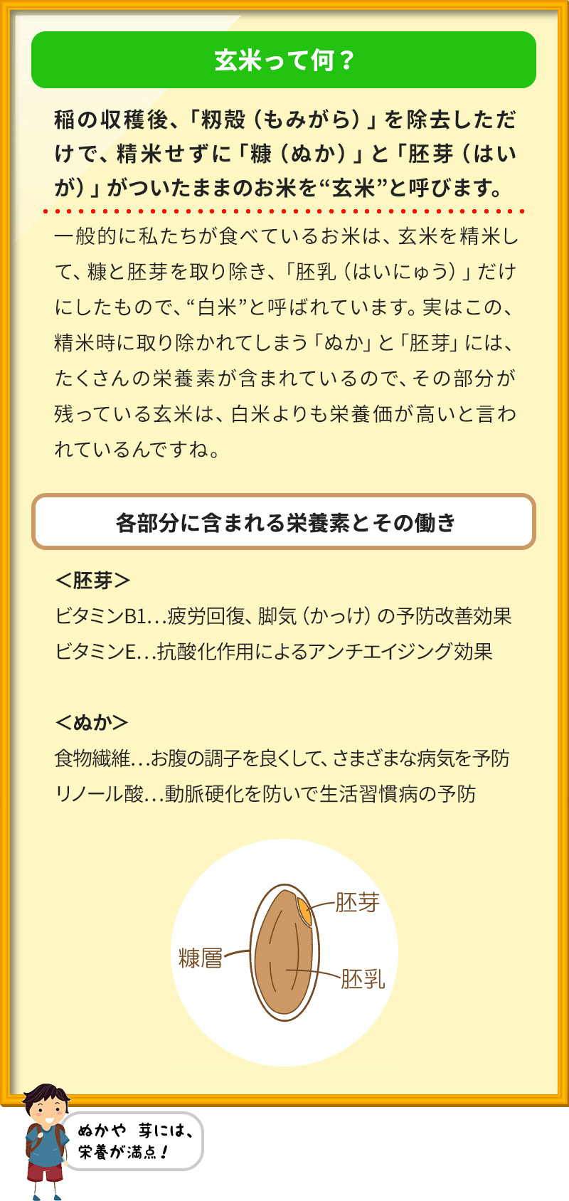 玄米って何？ 稲の収穫後、「籾殻（もみがら）」を除去しただけで、精米せずに「糠（ぬか）」と「胚芽（はいが）」がついたままのお米を“玄米”と呼びます。 一般的に私たちが食べているお米は、玄米を精米して、糠と胚芽を取り除き、「胚乳（はいにゅう）」だけにしたもので、“白米”と呼ばれています。実はこの、精米時に取り除かれてしまう「ぬか」と「胚芽」には、たくさんの栄養素が含まれているので、その部分が残っている玄米は、白米よりも栄養価が高いと言われているんですね。 各部分に含まれる栄養素とその働き ＜胚芽＞ ビタミンB1…疲労回復、脚気（かっけ）の予防改善効果 ビタミンE…抗酸化作用によるアンチエイジング効果 ＜ぬか＞ 食物繊維…お腹の調子を良くして、さまざまな病気を予防 リノール酸…動脈硬化を防いで生活習慣病の予防